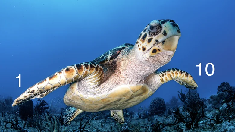 photo of a sea turtle with its flippers labelled in binary